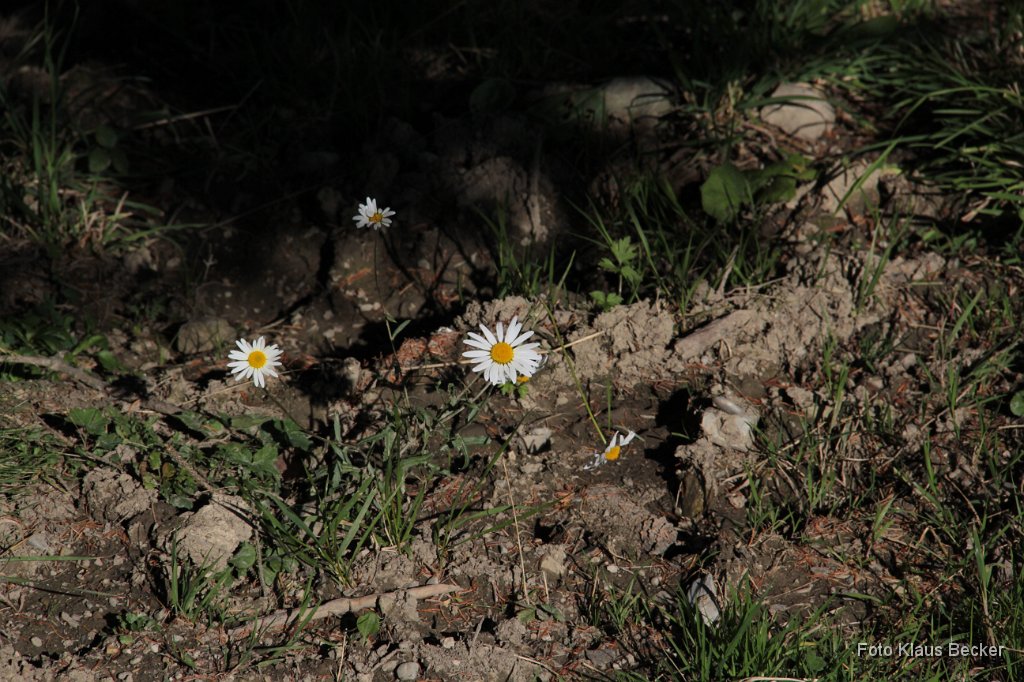 2014-10-03_044_Bergmesse Ofterschwang_KB.jpg